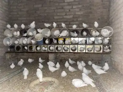 حمام فرنسي 0