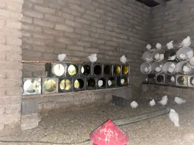 حمام فرنسي 1