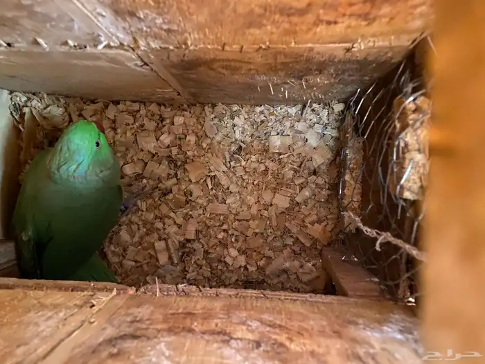 زوج دره للبيع او البدل 2