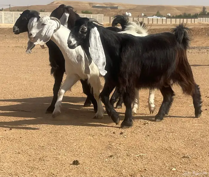 معزا عوارض دفيع 3