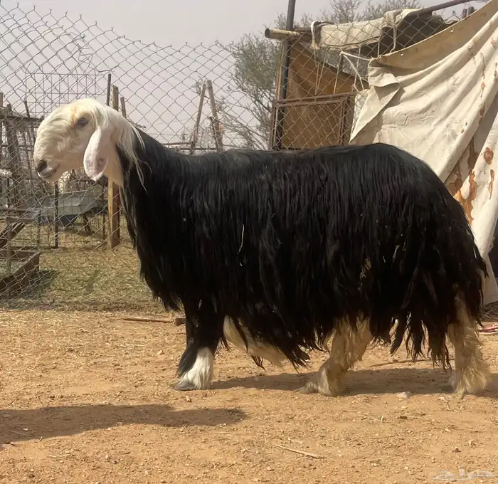 شاه نجديه خصم 4