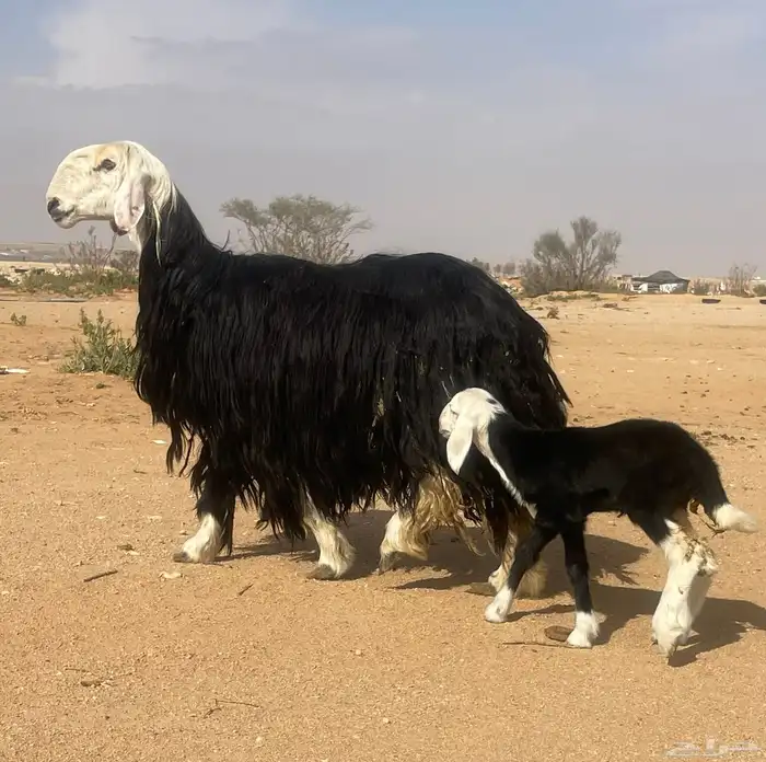 شاه نجديه خصم 1