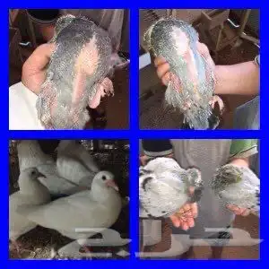 طيور بيت الزاجل حفر الباطن 51