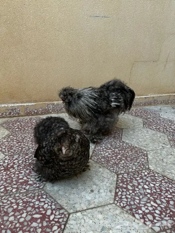 دجاج سلكي او قطني 2
