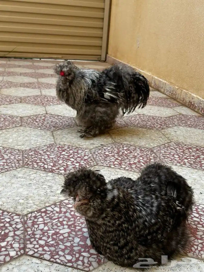 دجاج سلكي او قطني 0