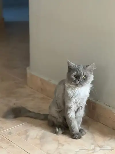 قط ذكر 1