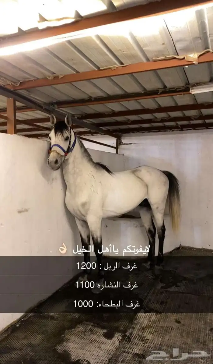 اسطبل ستار هورس 0