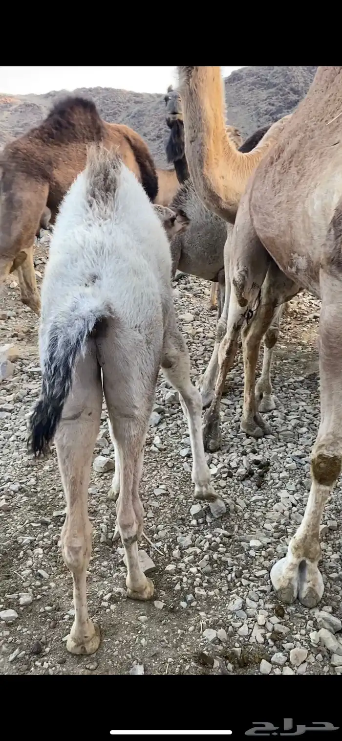 قعدان لباني 0