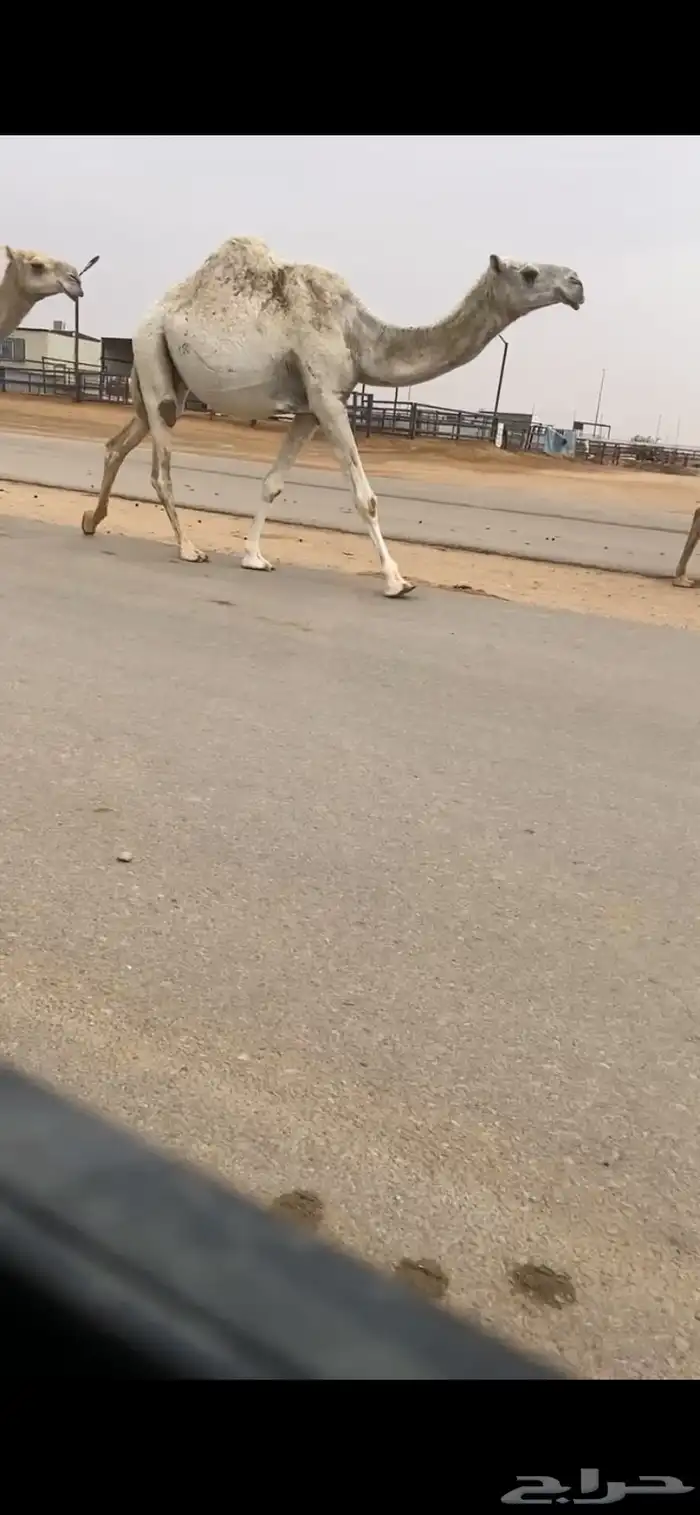 الوضحا الضروبه الطيبه 0