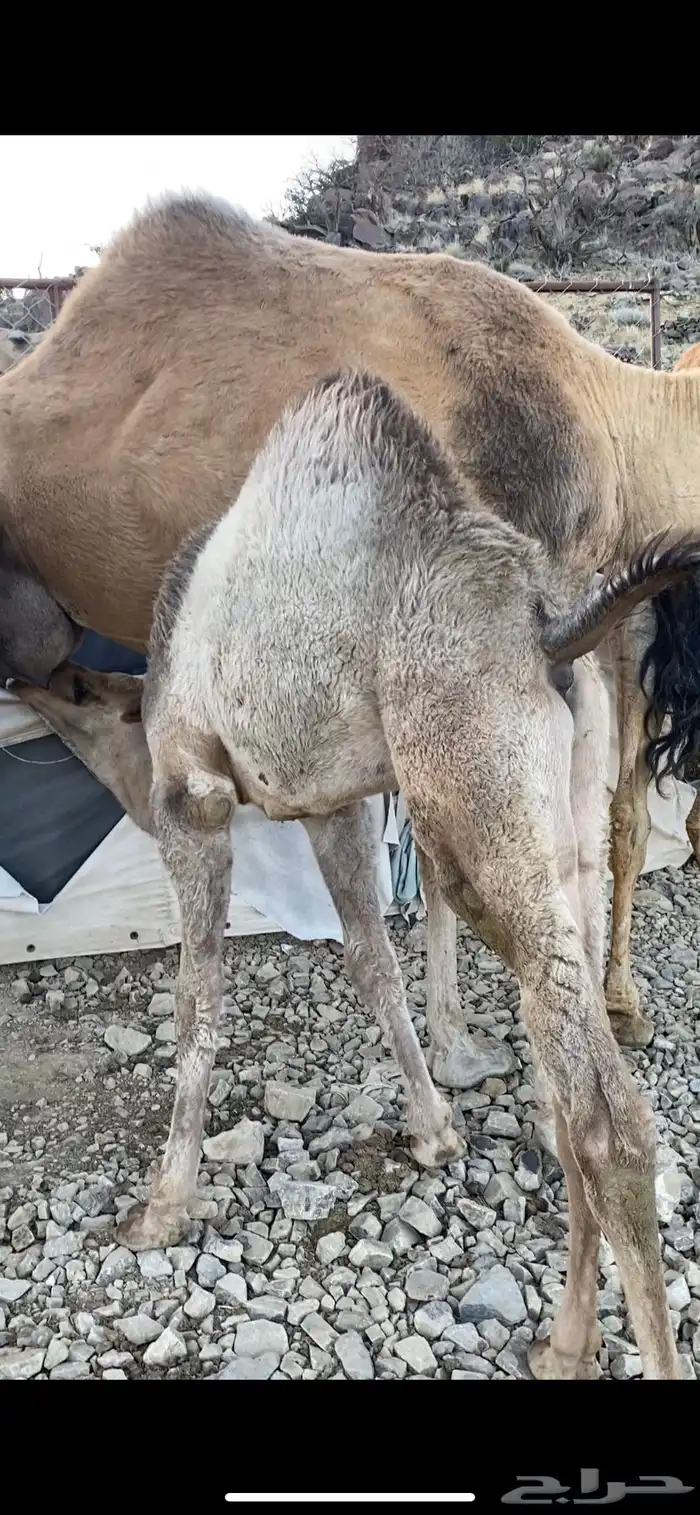 قعدان لباني 3