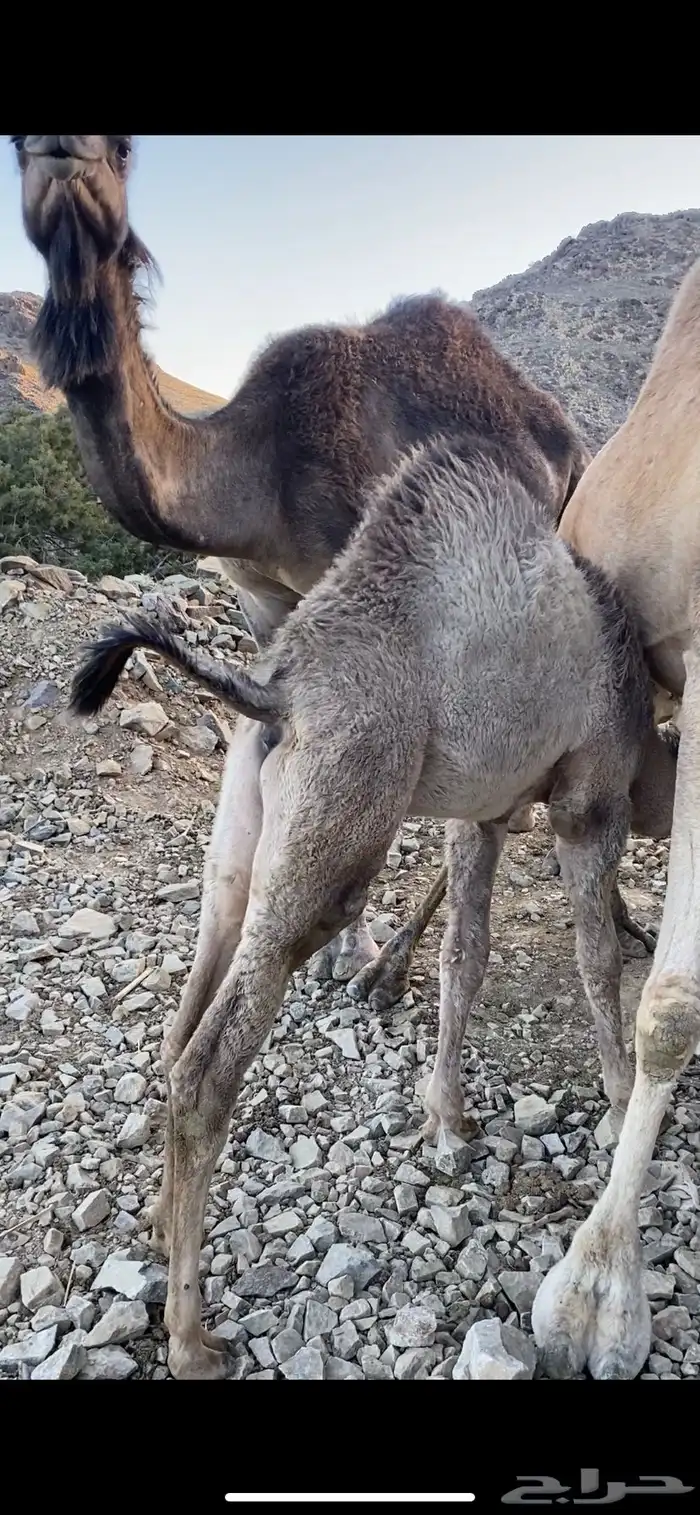 قعدان لباني 2