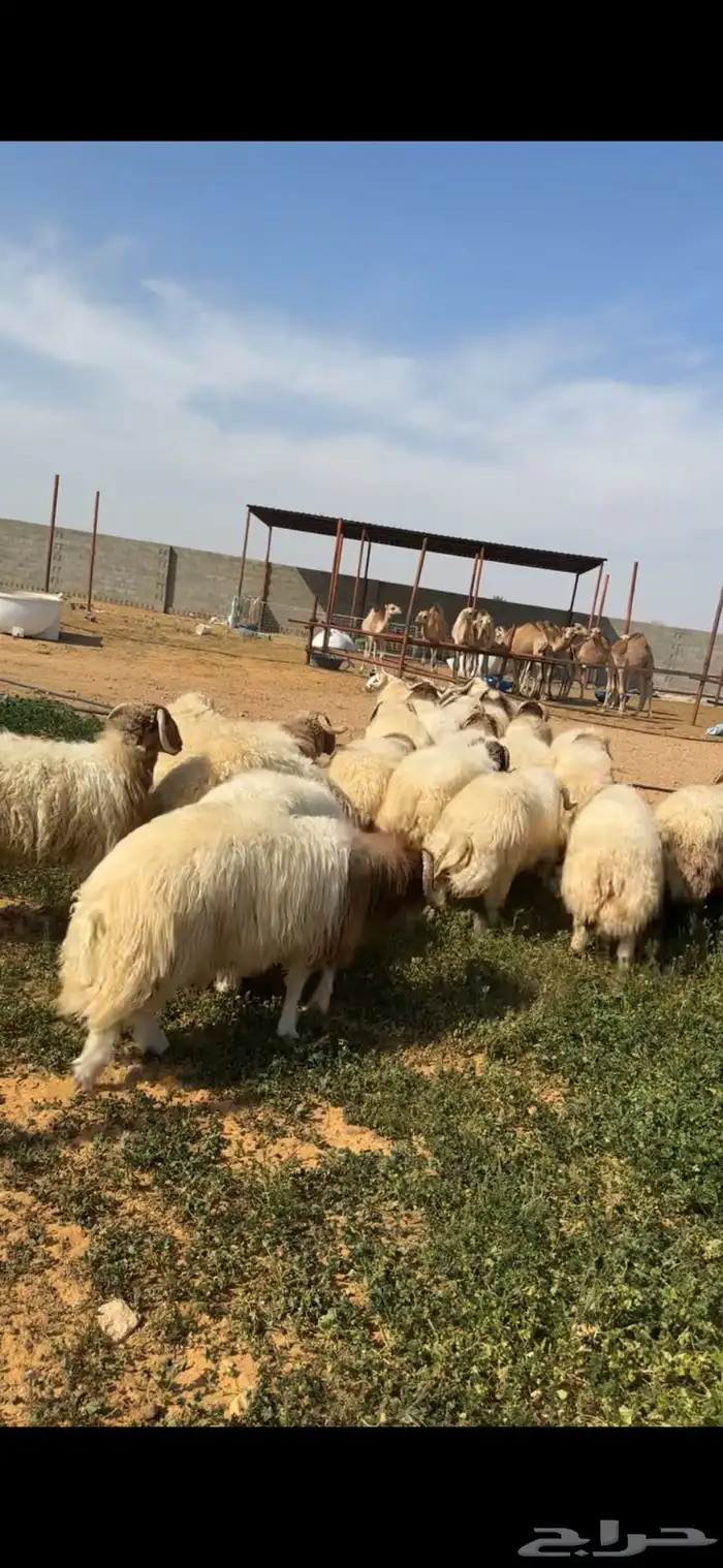 جذعان نعيم 1