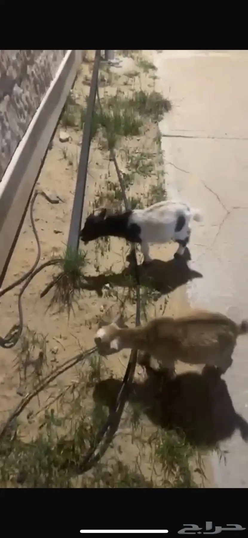 ماعز قزمه 1