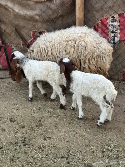 نعاج نعيم ولد طيبه(تم البيع) 2