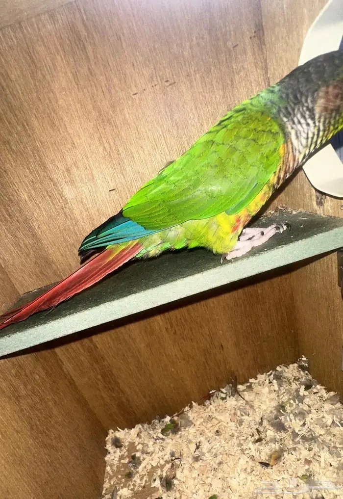 جوز كنيور يلو سايد محلل بشهاده 8
