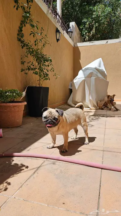 كلب بق pug للبيع على السوم index