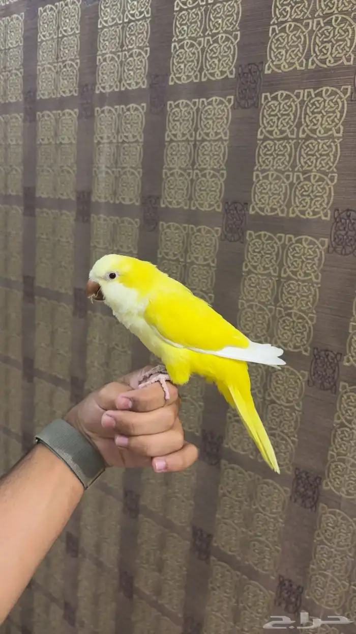 كويكر لاتينو اليف(تم البيع) 1