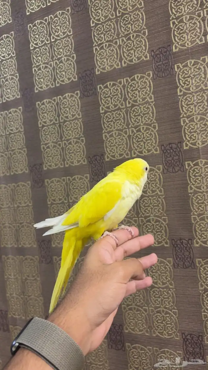 كويكر لاتينو اليف(تم البيع) 2