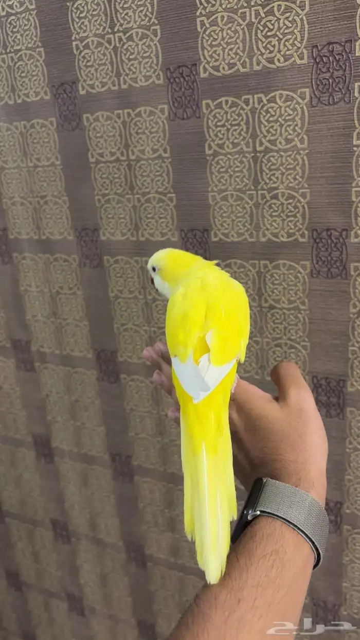 كويكر لاتينو اليف(تم البيع) 3