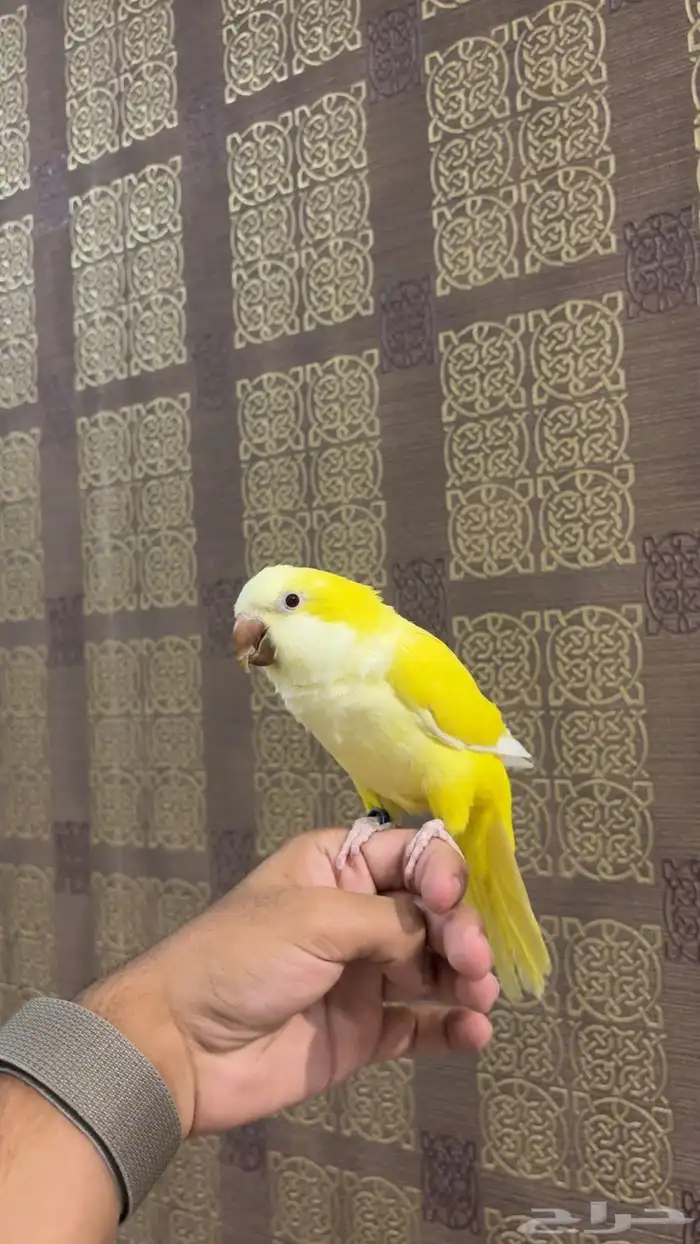 كويكر لاتينو اليف(تم البيع) 0