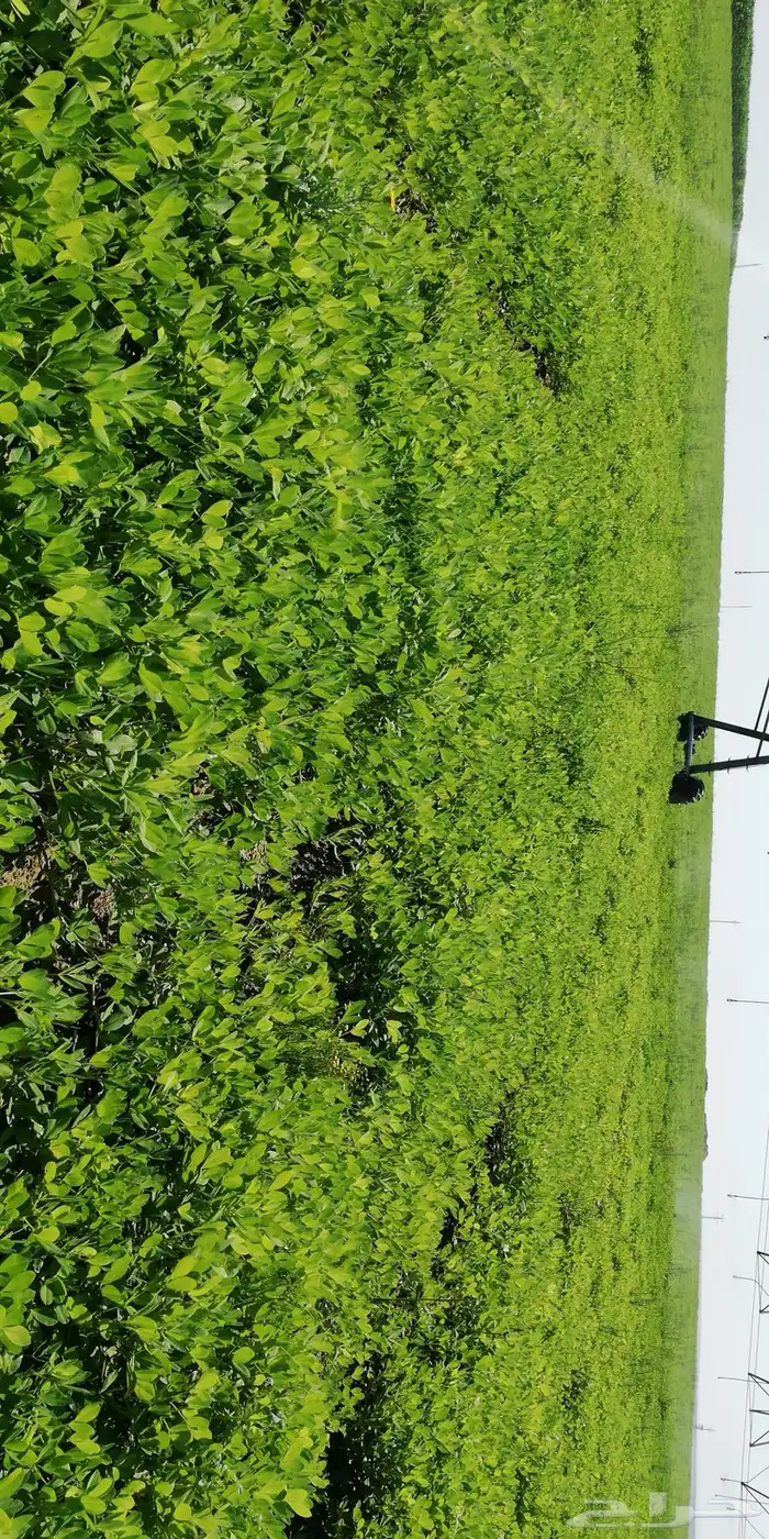 يحي المعلمي تقاطع الستين 30