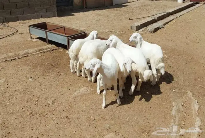 خرفان طيبه للبيع ...تم البيع .تم البيع 3