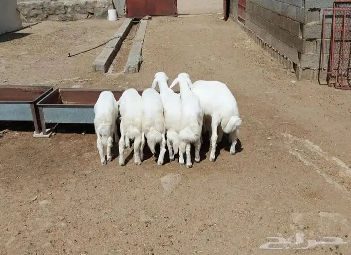 خرفان طيبه للبيع ...تم البيع .تم البيع 1