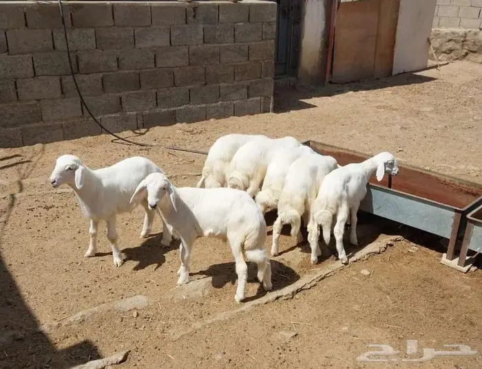 خرفان طيبه للبيع ...تم البيع .تم البيع 2