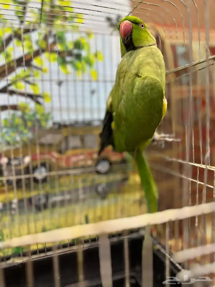 زوج دره للبيع او البدل 8