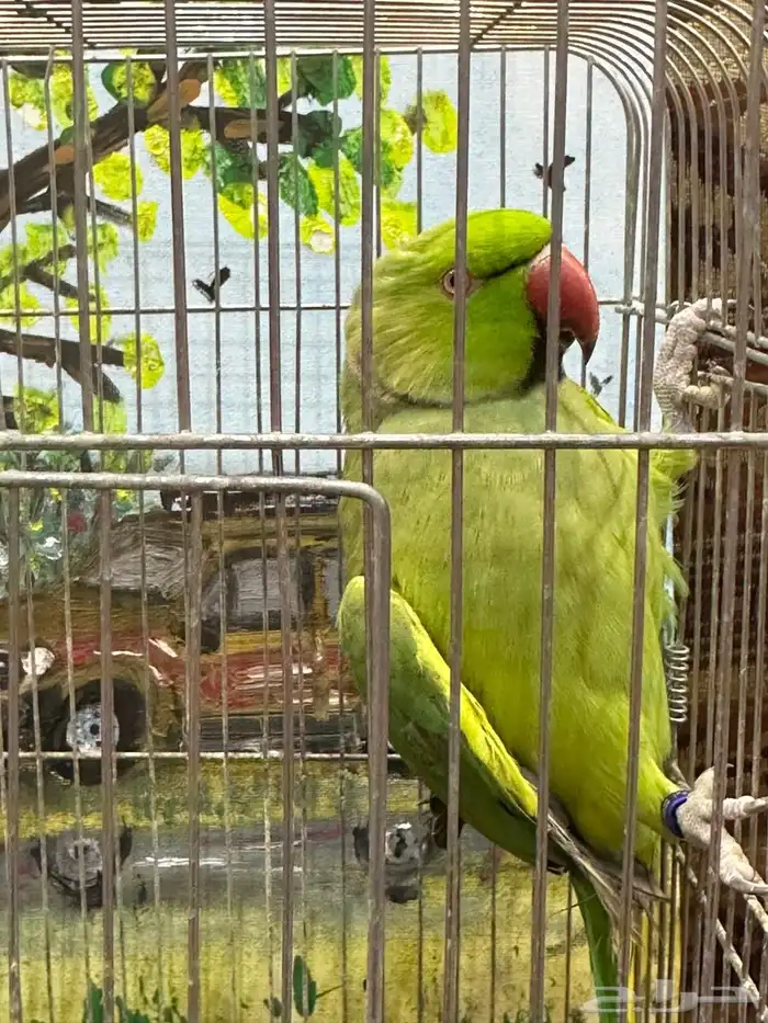 زوج دره للبيع او البدل 7