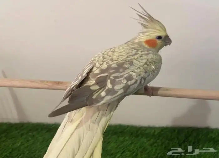 زوج كروان مع فروخه 0