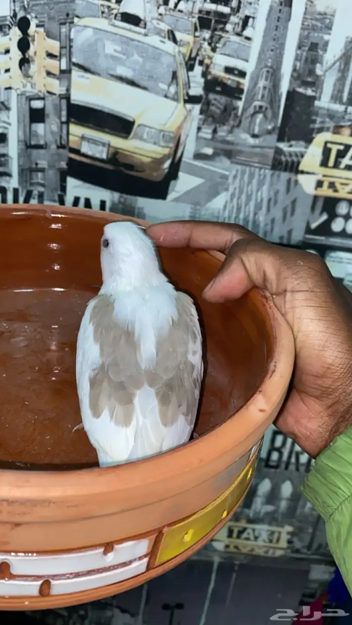 كروان بايد كريمي 1