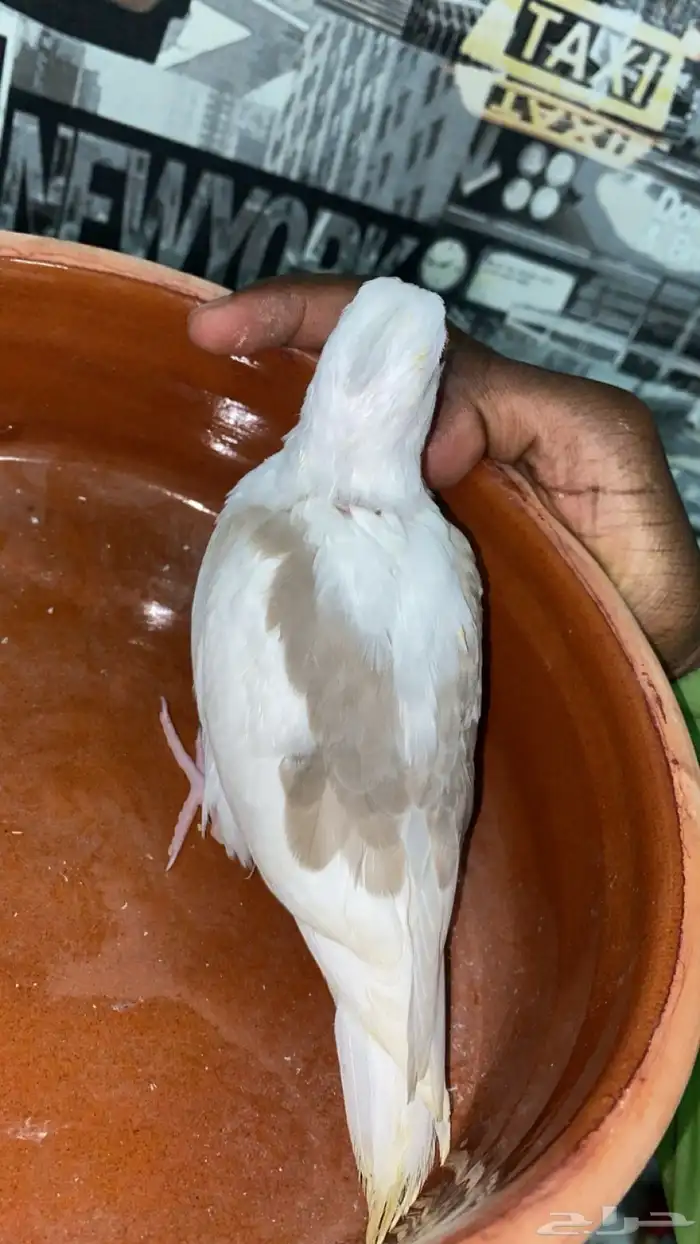 كروان بايد كريمي 2