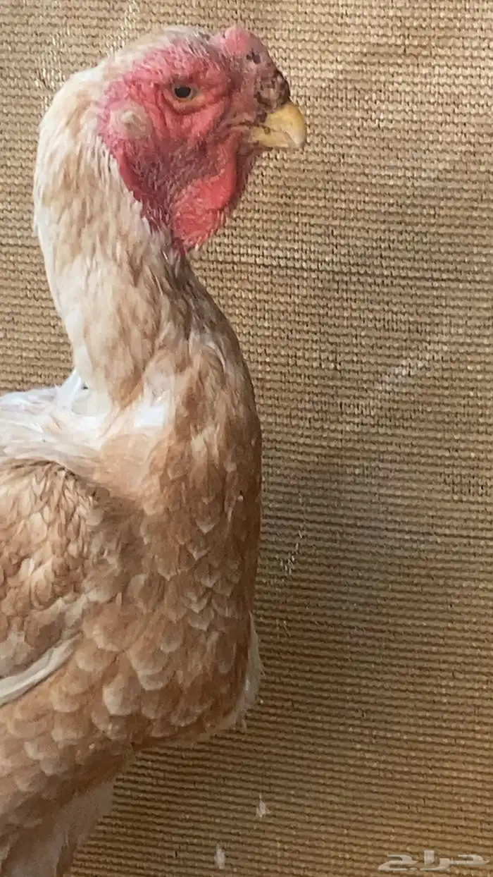 طقم دجاج فارسي حجازي 4
