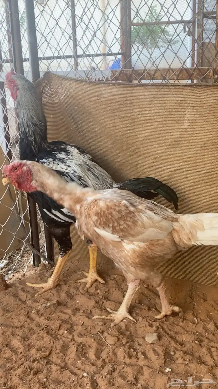 طقم دجاج فارسي حجازي 0