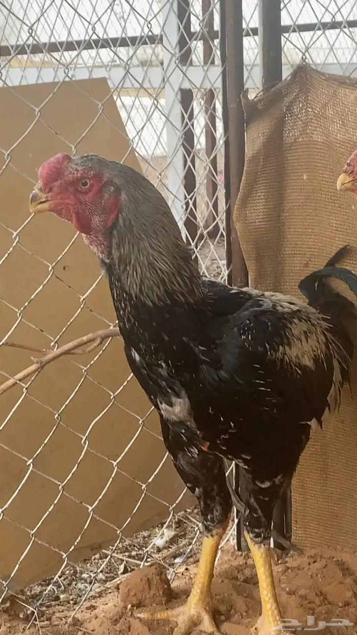 طقم دجاج فارسي حجازي 6