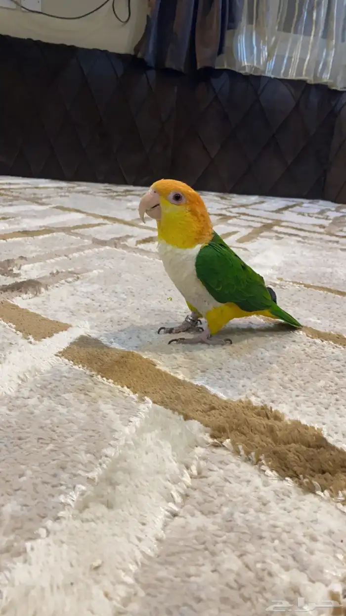 كايك وايت بيلي .تم البيع 1