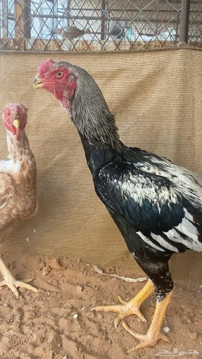 طقم دجاج فارسي حجازي 3