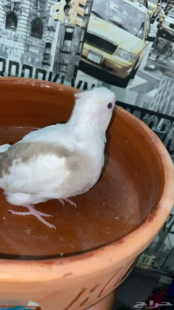 كروان بايد كريمي 3