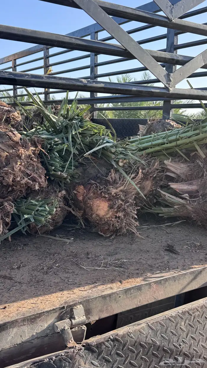 صنو فسائل نخل مجدول امريكي 6