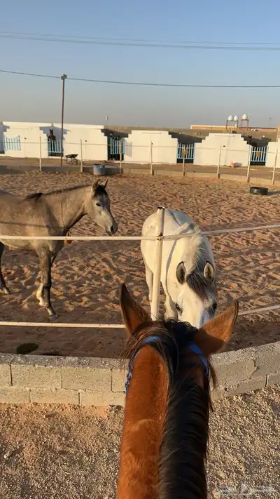 ايوا خيل وعسف وتسمين 6