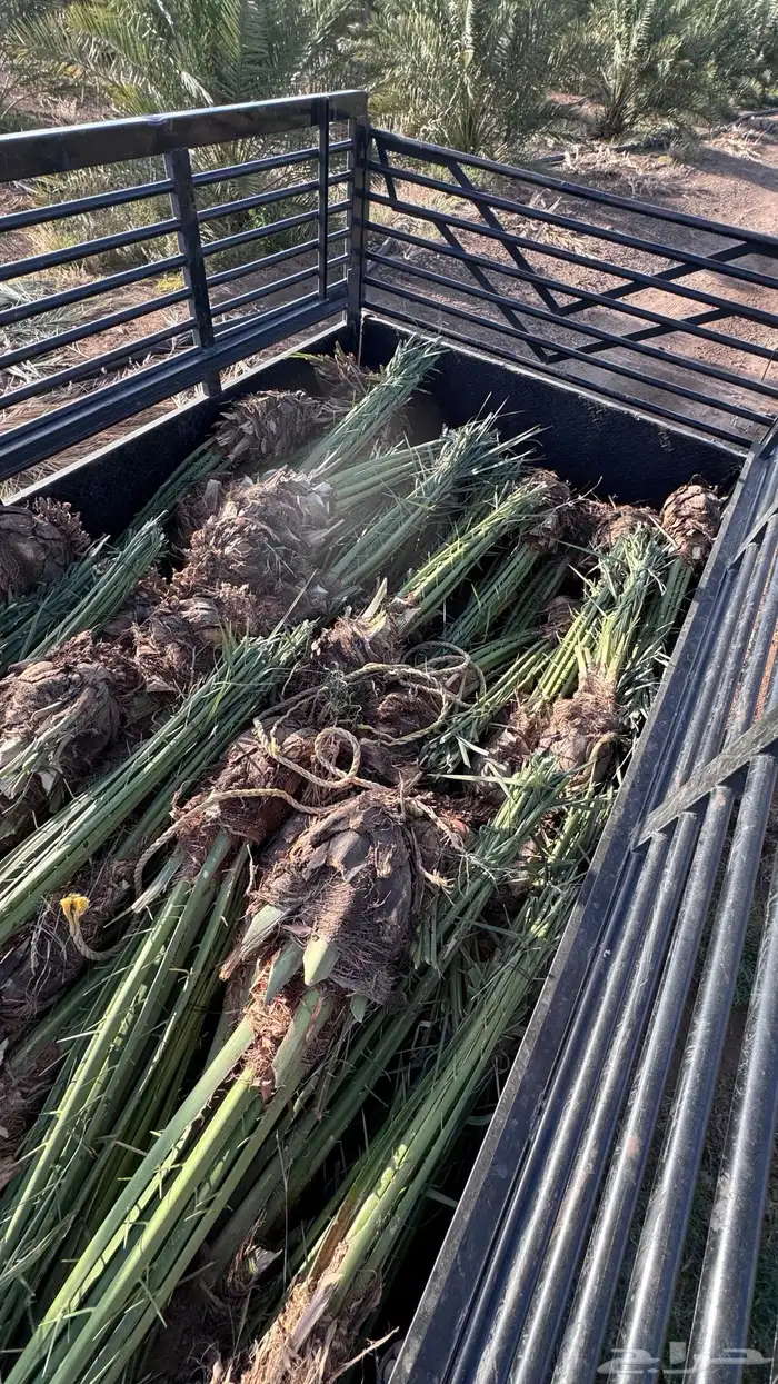 صنو فسائل نخل مجدول امريكي 4