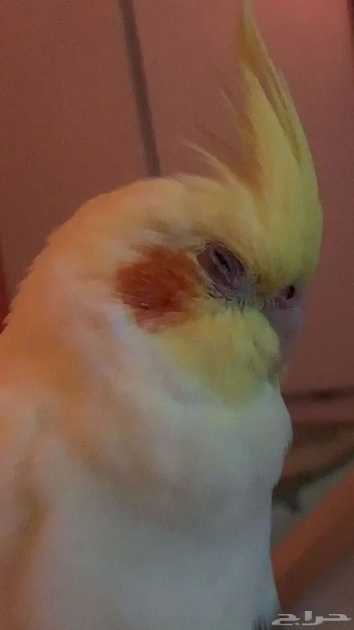 زوج كروان اليف وذكر متكلم ((تم البيع)) 1