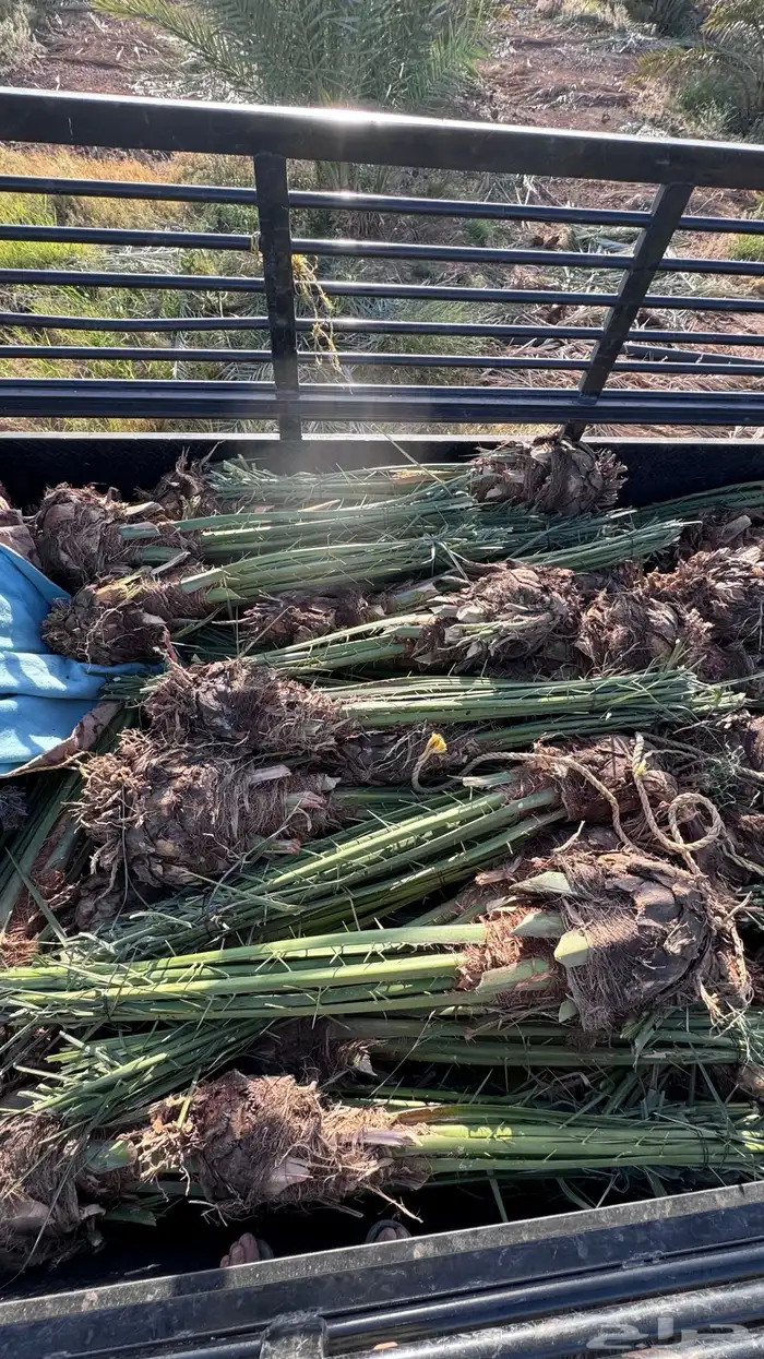 صنو فسائل نخل مجدول امريكي 0