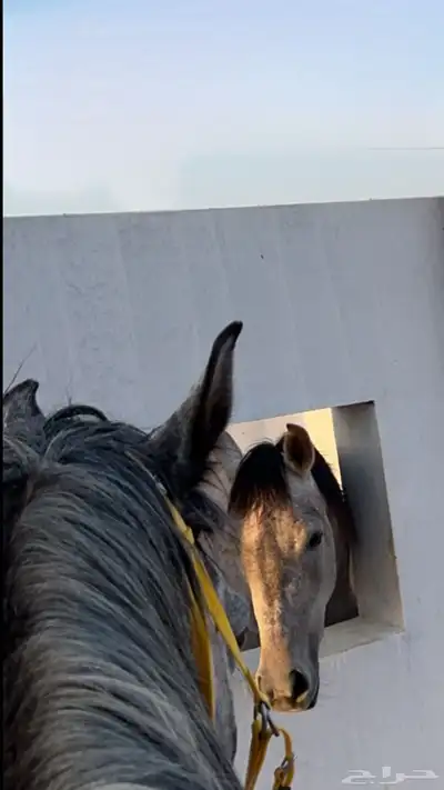 ايوا خيل وعسف وتسمين 4