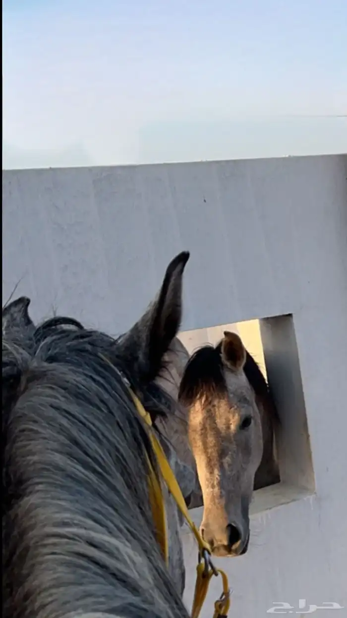 ايوا خيل وعسف وتسمين 4