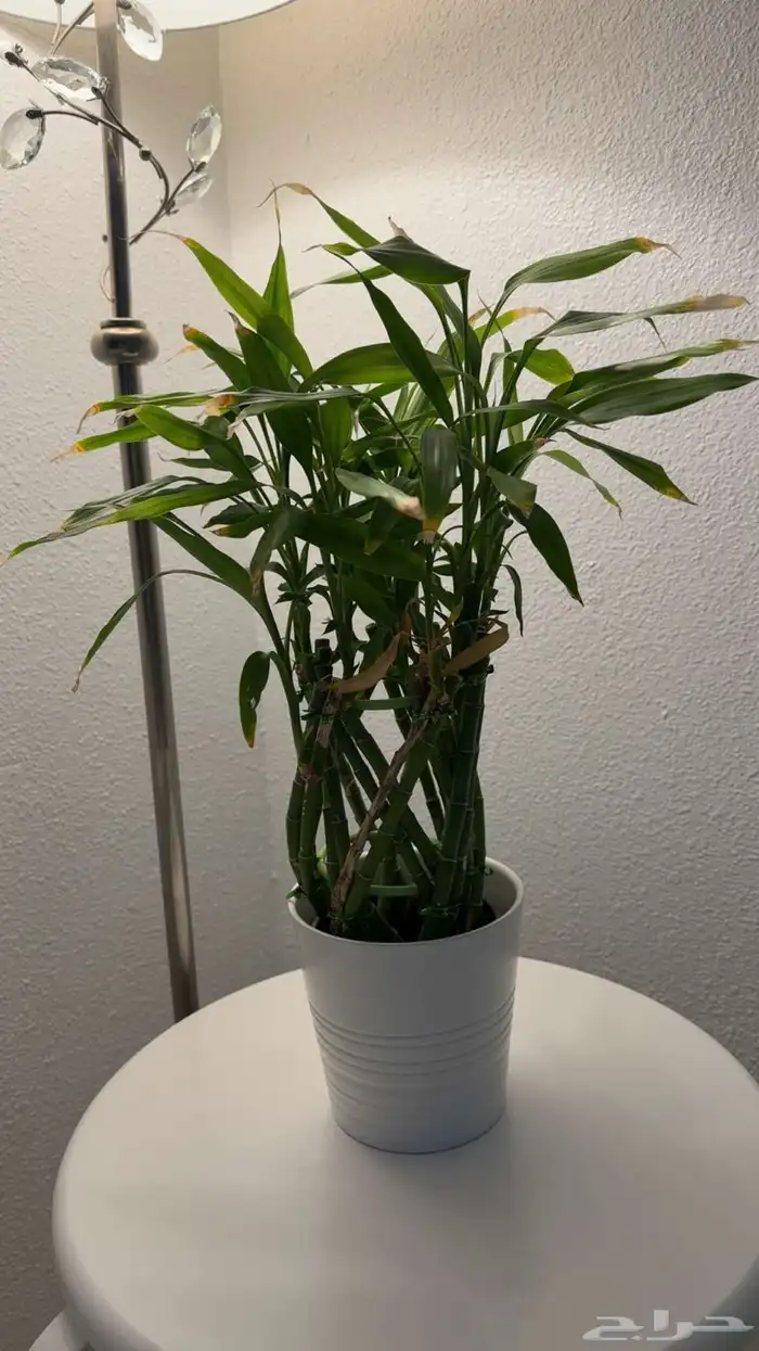 مشتل لون الخزامى 11