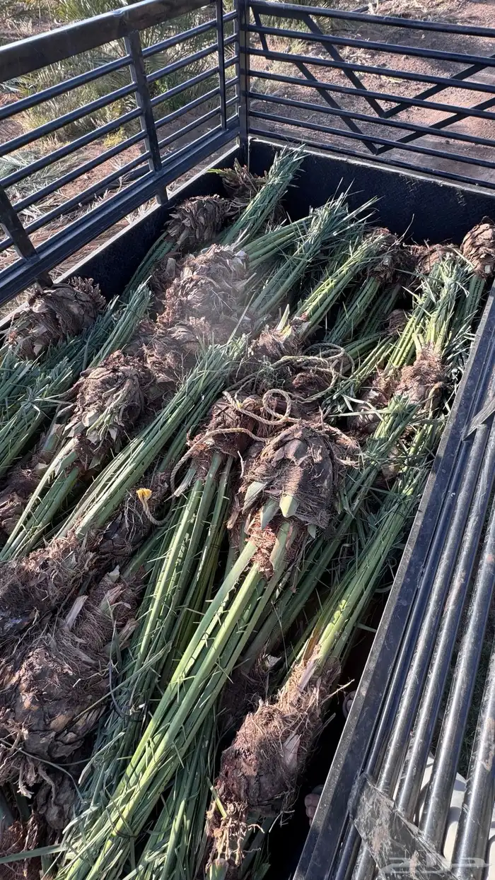 صنو فسائل نخل مجدول امريكي 2