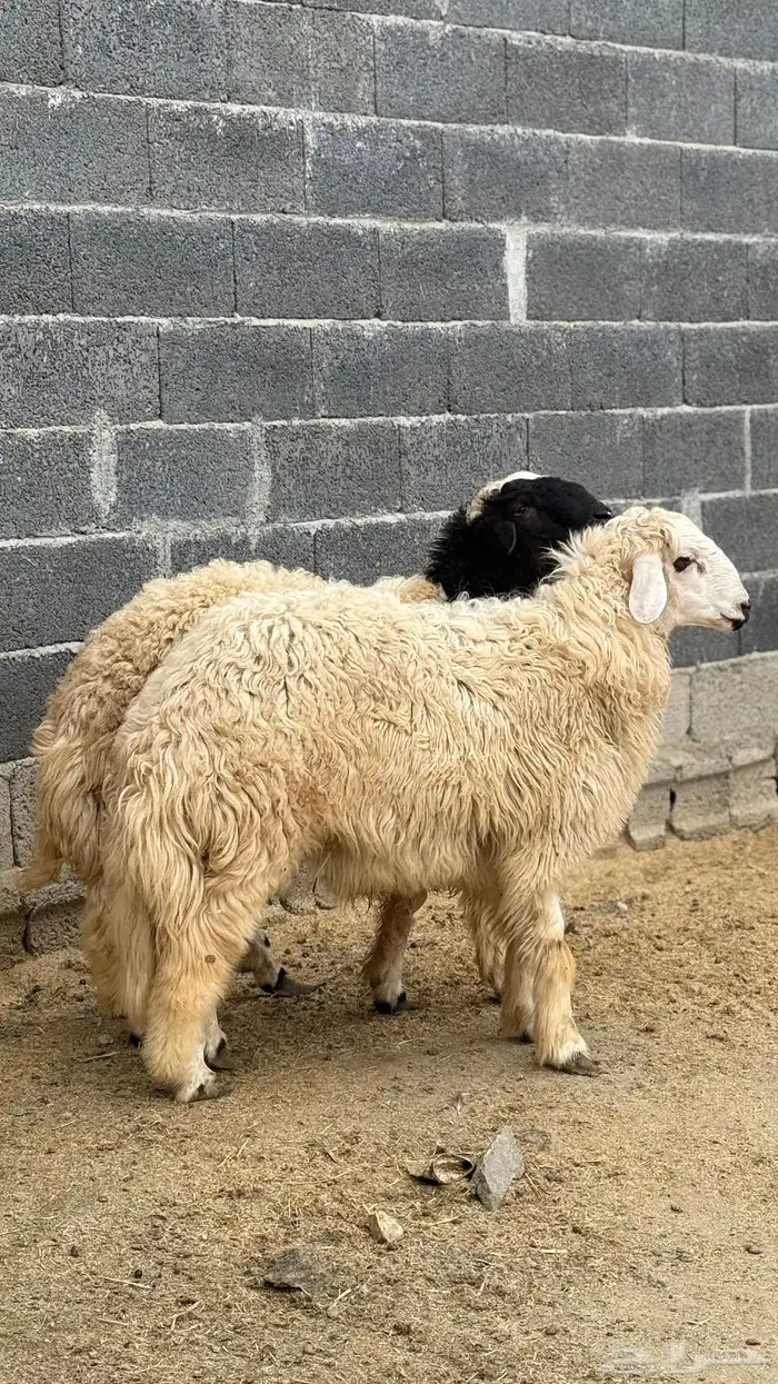 للبيع طليان نعيم 1