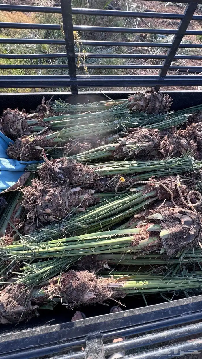 صنو فسائل نخل مجدول امريكي 5